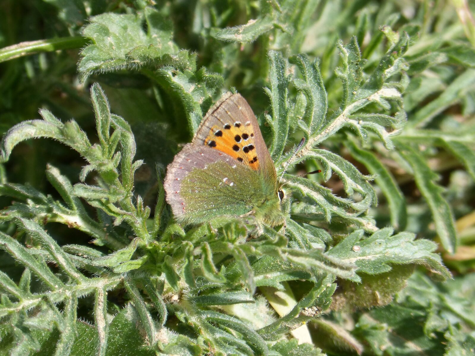 Panasonic DMC-FZ62 sample photo. Butterfly, callophrys rubi, verdeta photography