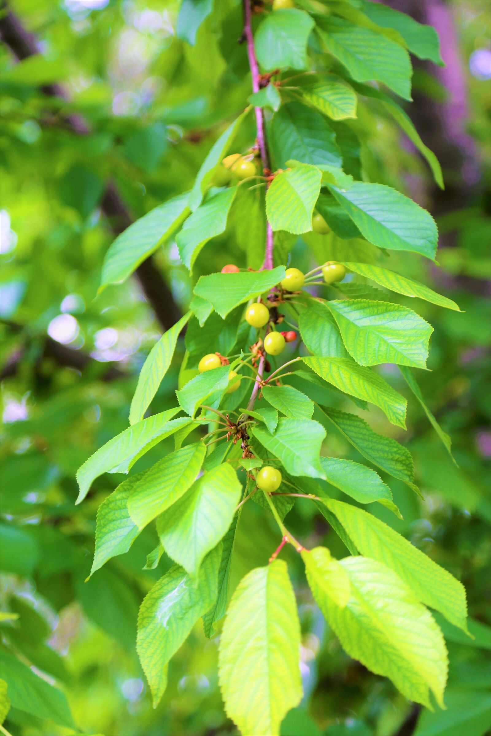 Canon EF 24-105mm F4L IS USM sample photo. Fruit, cherry, branch photography