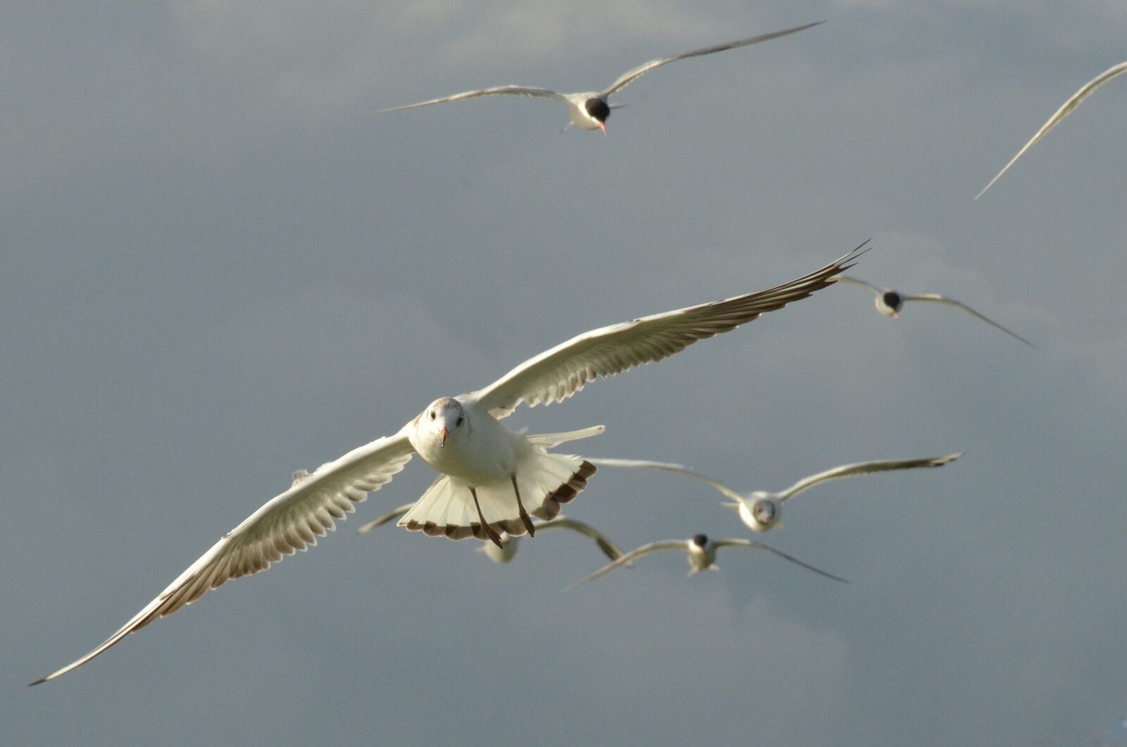 Nikon D7000 sample photo. Bird, seagull, wing photography
