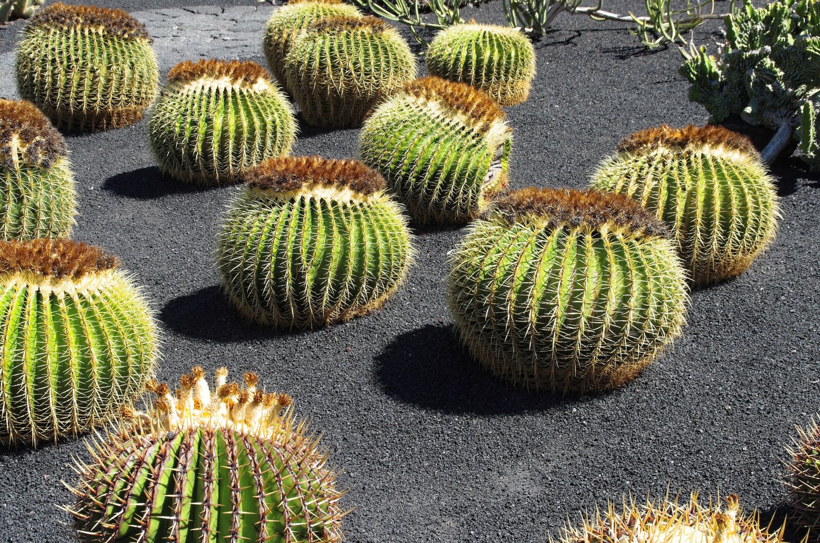 Pentax K-5 sample photo. Lanzarote, cactus garden, stepmother photography