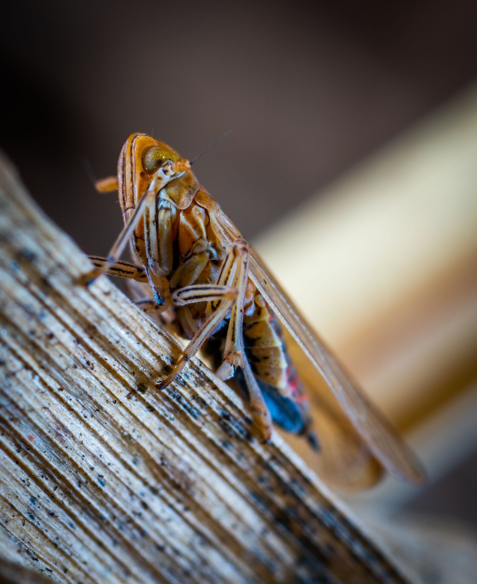 Sony a7R II sample photo. Insect, nature, pest photography