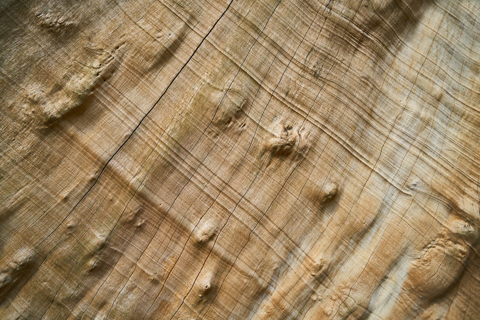 Sony a7R II sample photo. Wood, tree, nature photography