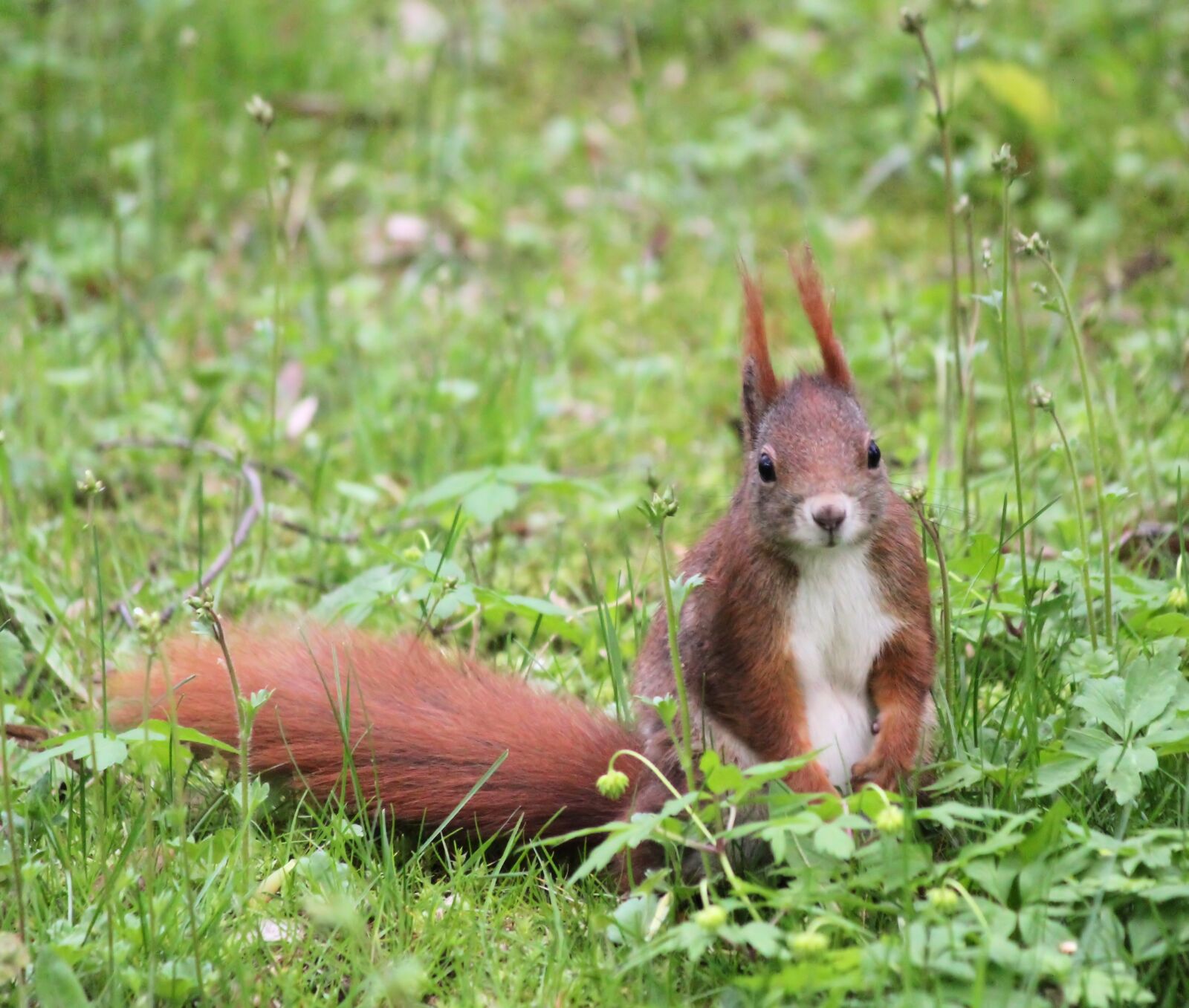 Canon EOS 550D (EOS Rebel T2i / EOS Kiss X4) sample photo. The squirrel, redheaded, nature photography