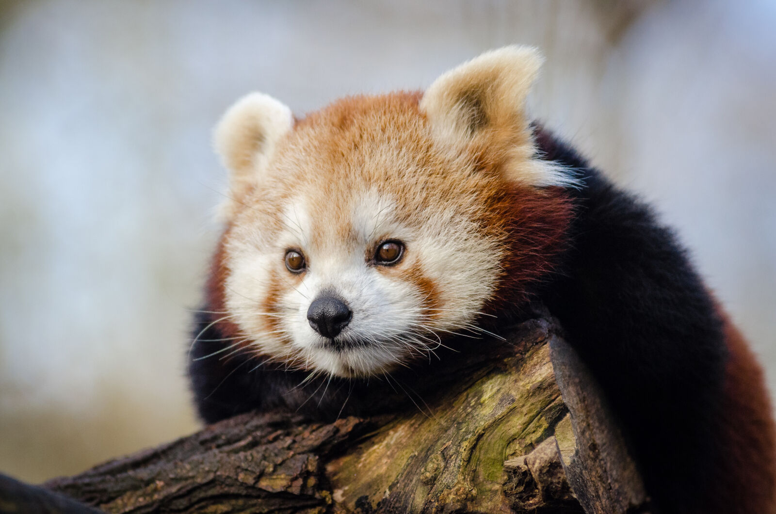AF Zoom-Nikkor 80-200mm f/2.8 ED sample photo
