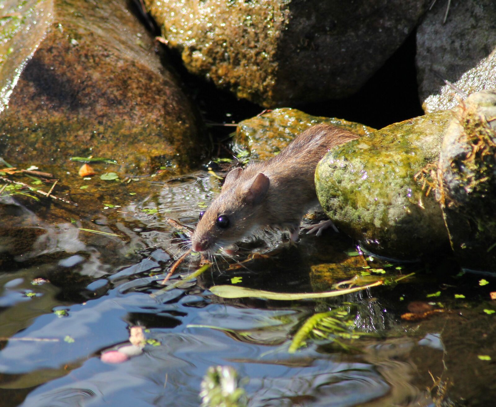 Canon EOS 1100D (EOS Rebel T3 / EOS Kiss X50) sample photo. Mouse, natural, expensive photography
