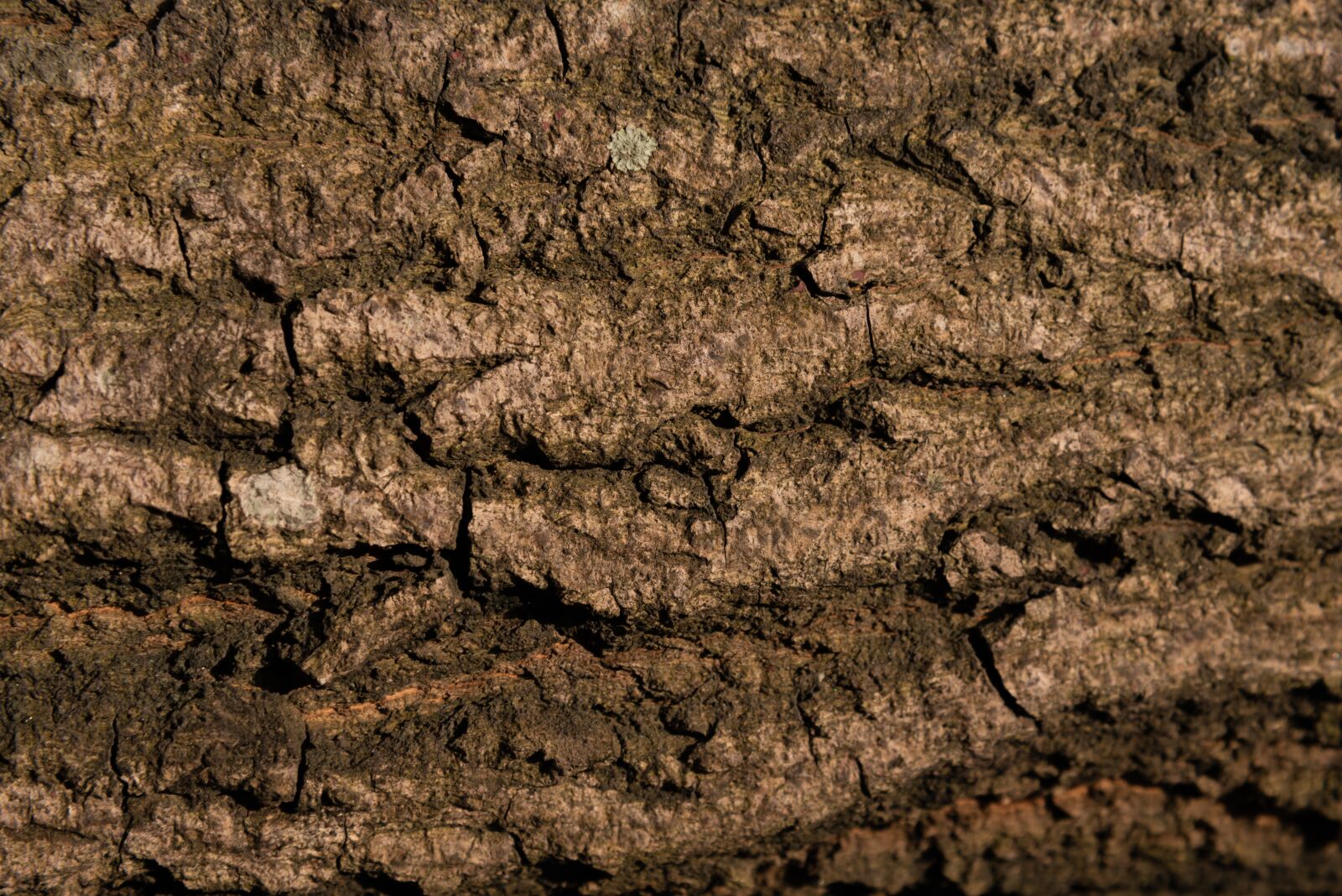 Nikon D750 sample photo. Texture, wood, pattern photography