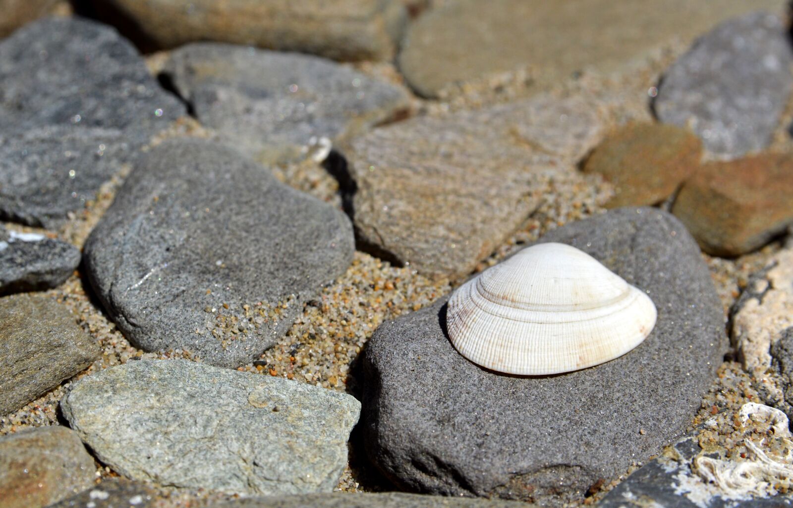 Nikon D3200 sample photo. Beach, seashell, summer photography