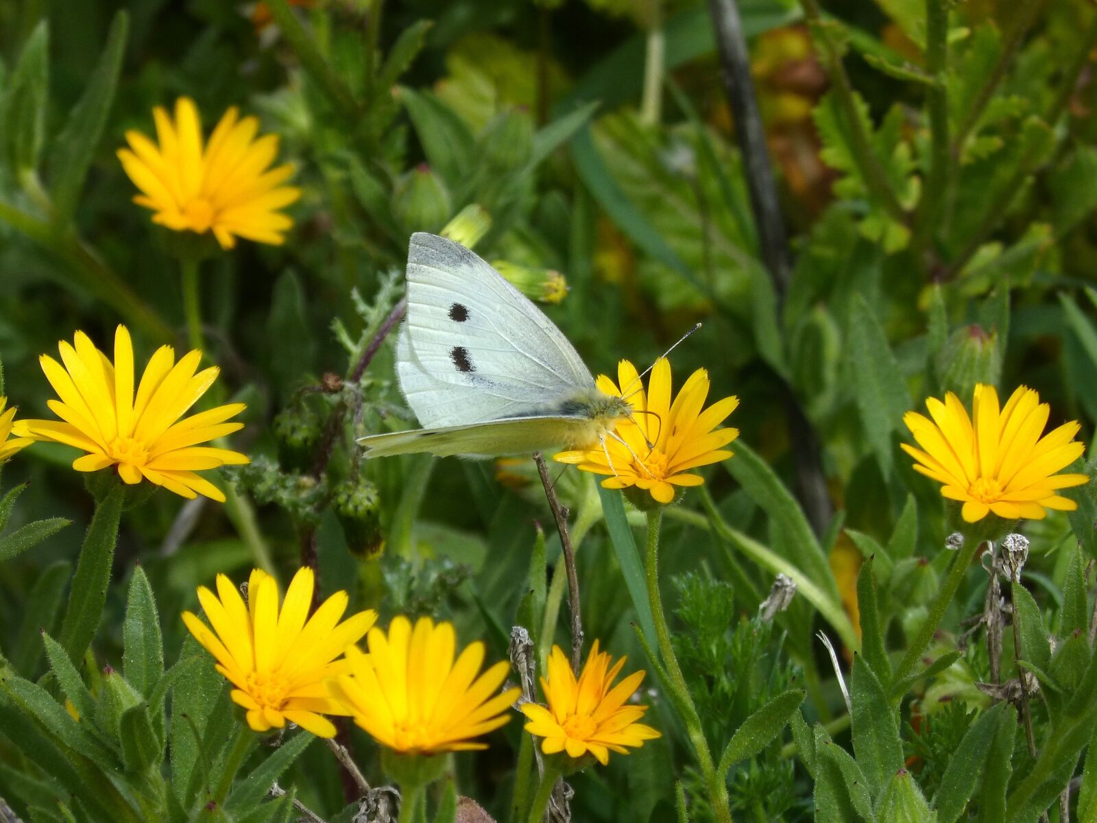 Panasonic DMC-FZ62 sample photo. Pieris rapae, blanquita of photography