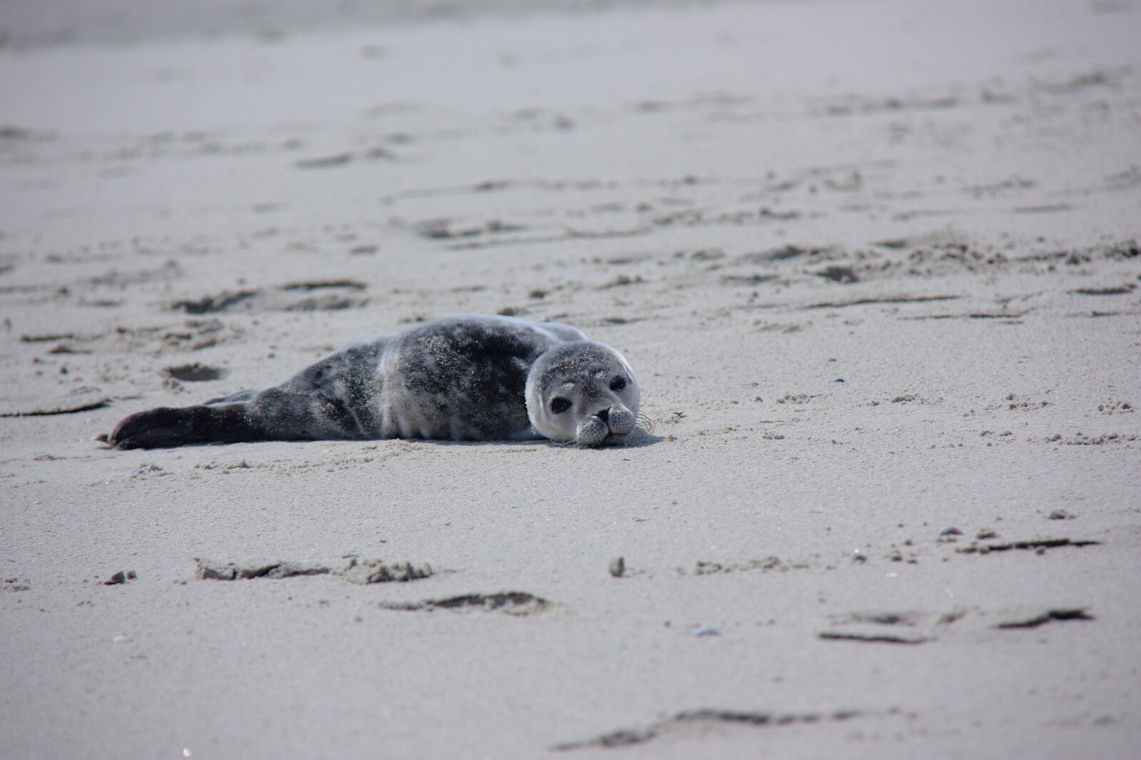 Canon EOS 450D (EOS Rebel XSi / EOS Kiss X2) sample photo. Howler, seal, robbe photography