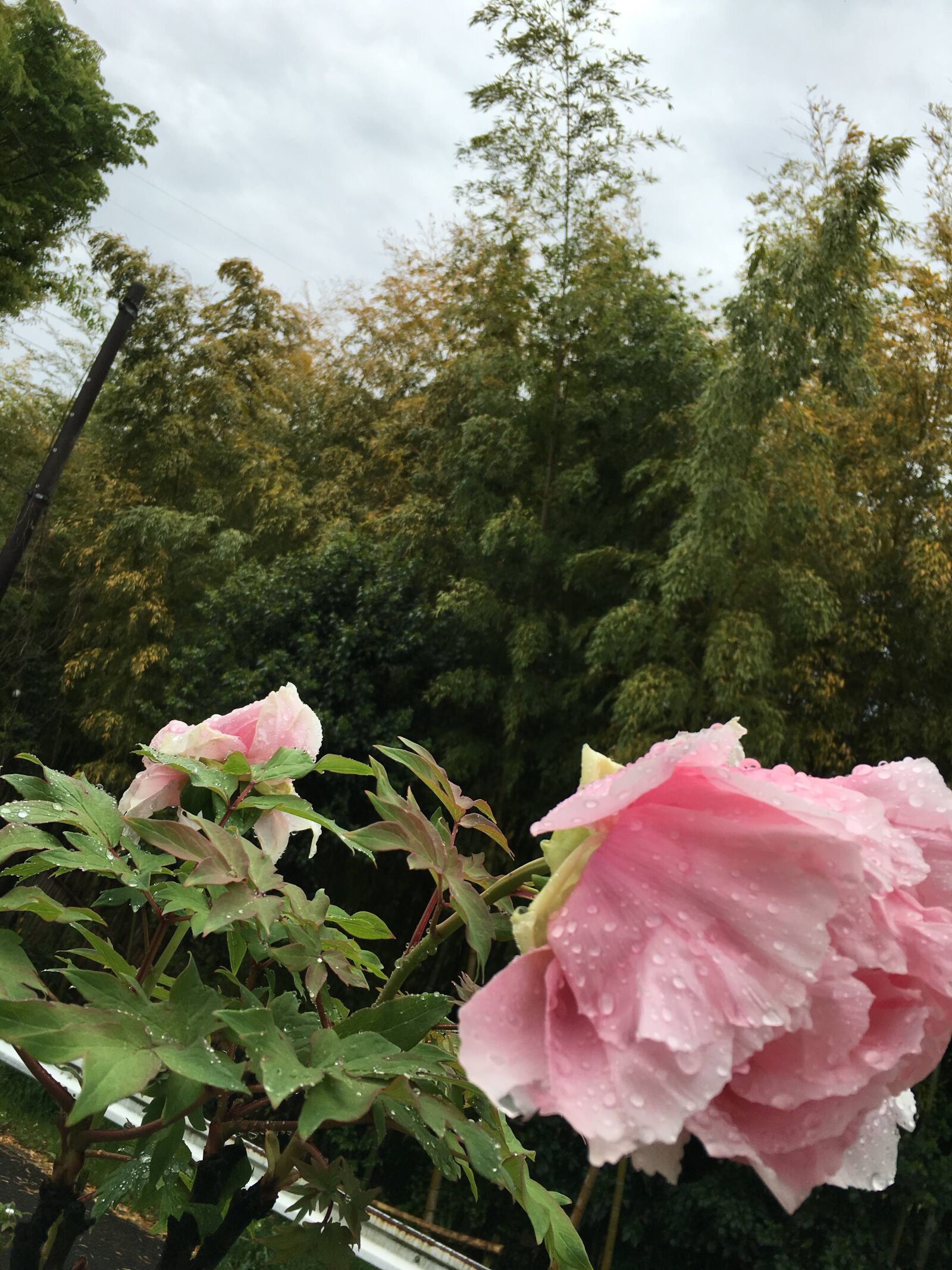 iPhone 6s back camera 4.15mm f/2.2 sample photo. Japan, flower, rain photography