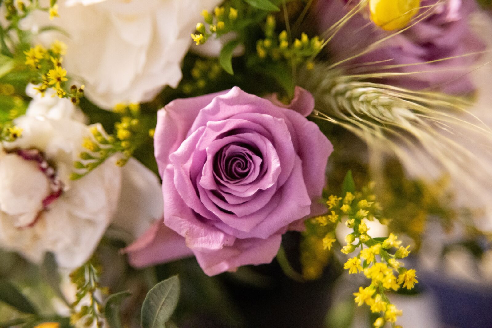 Canon EOS 6D sample photo. Pink, rose, flowers photography