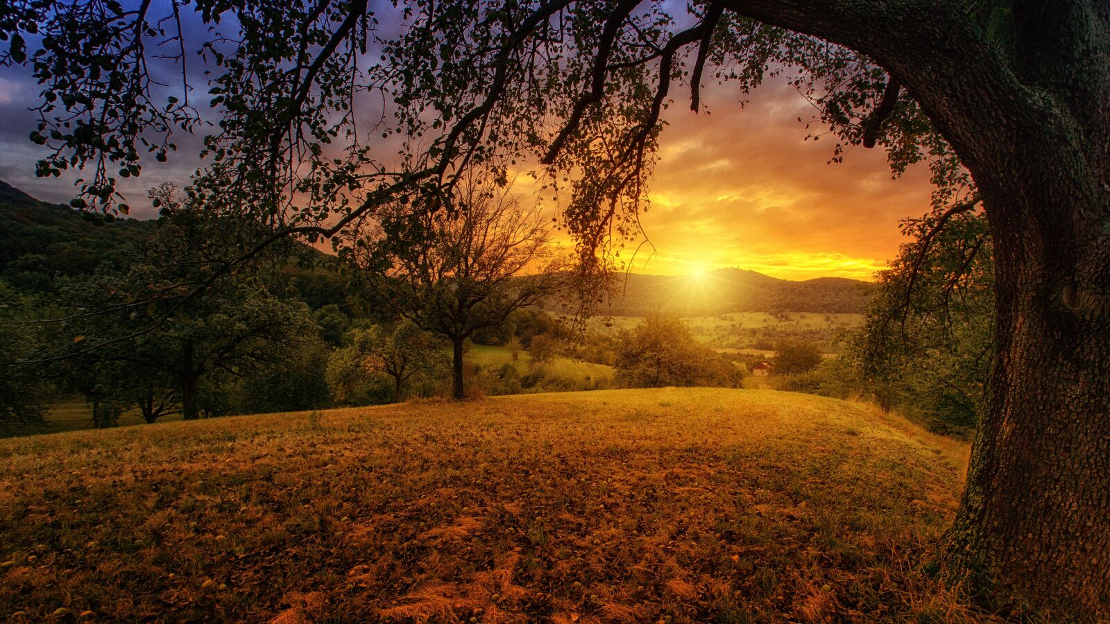 Sony a7 + Sony DT 50mm F1.8 SAM sample photo. Nature, tree, dawn photography