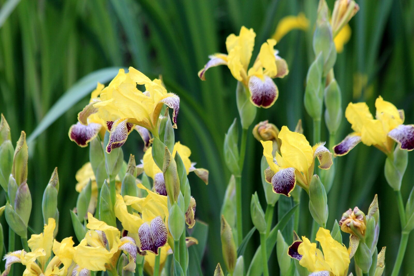 Canon EOS 650D (EOS Rebel T4i / EOS Kiss X6i) sample photo. Iris, flower, plant photography