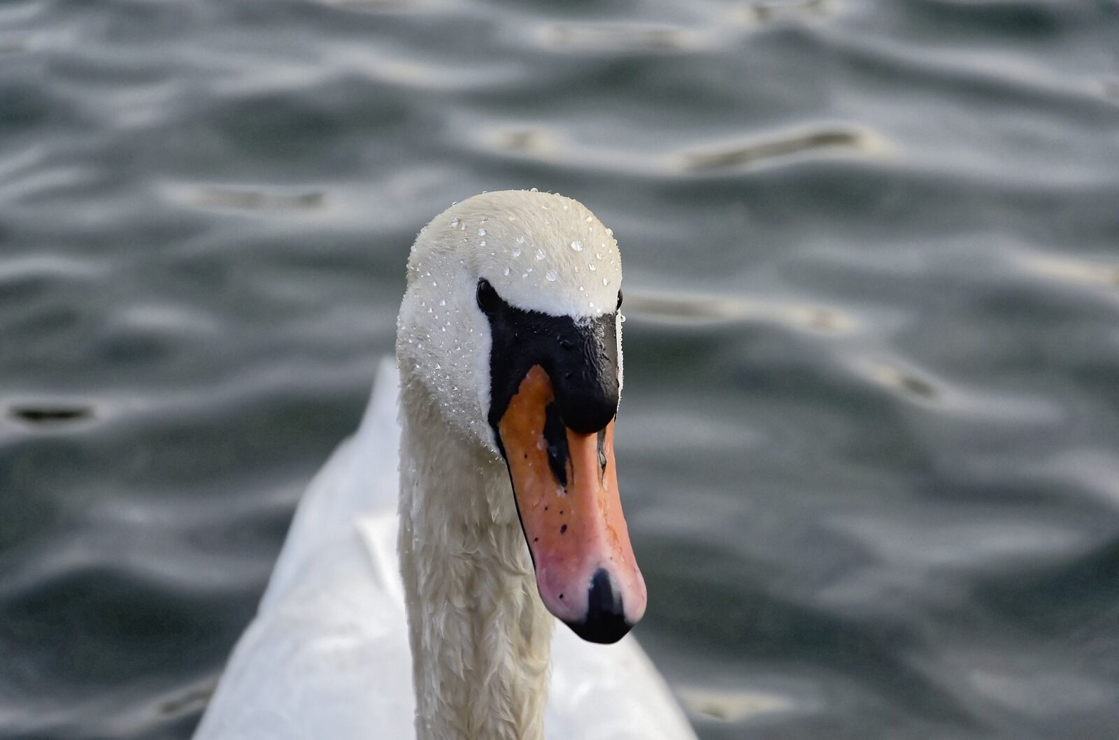 Nikon D7000 sample photo. Water, bird, swan photography