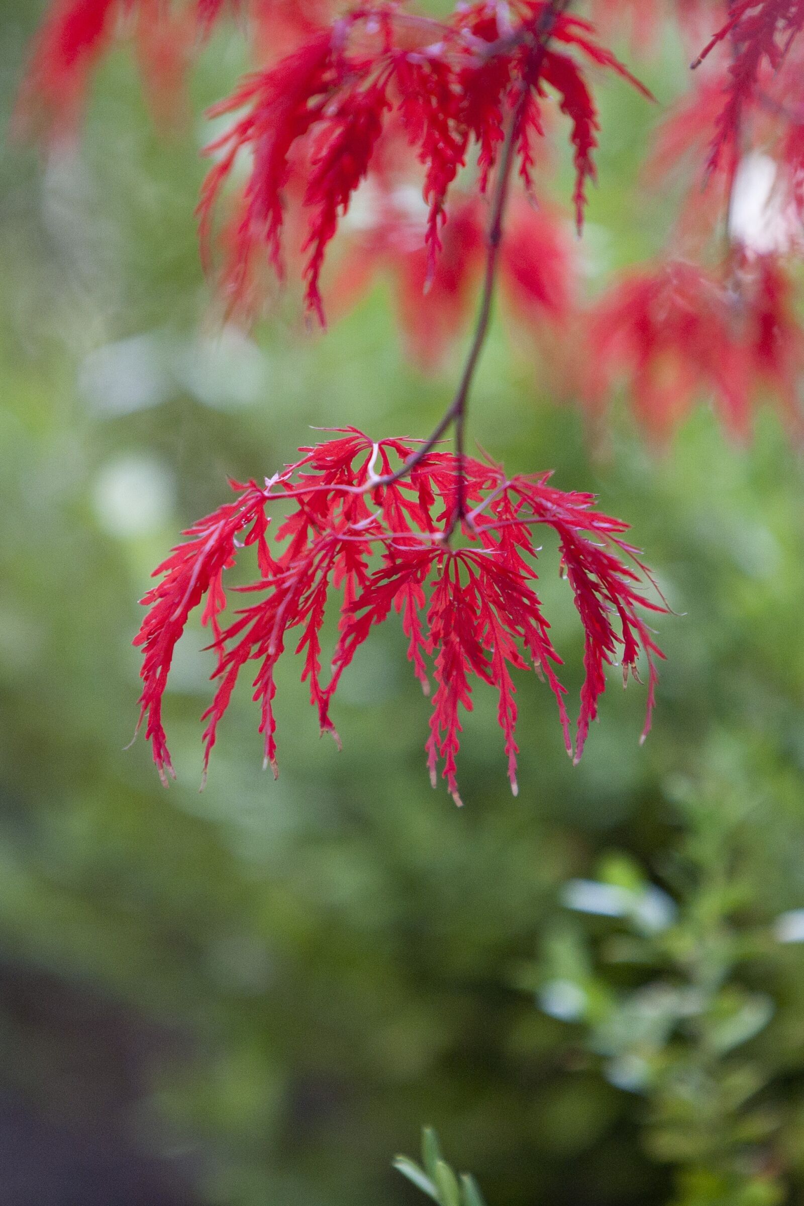 Canon EOS 5D sample photo. Autumn, autumn leaves, maple photography
