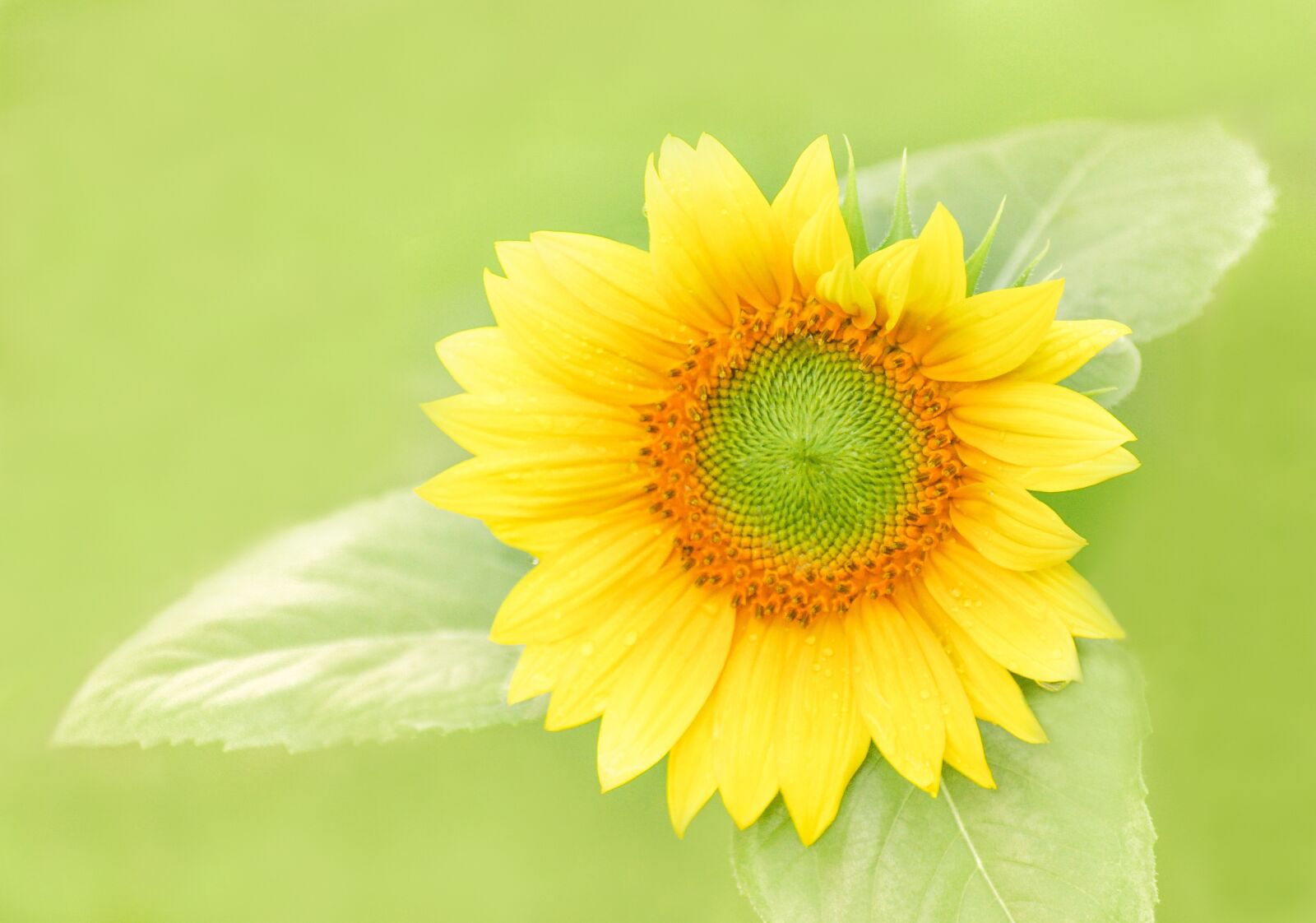 Nikon D5000 sample photo. Sunflower, bloom, yellow blossom photography
