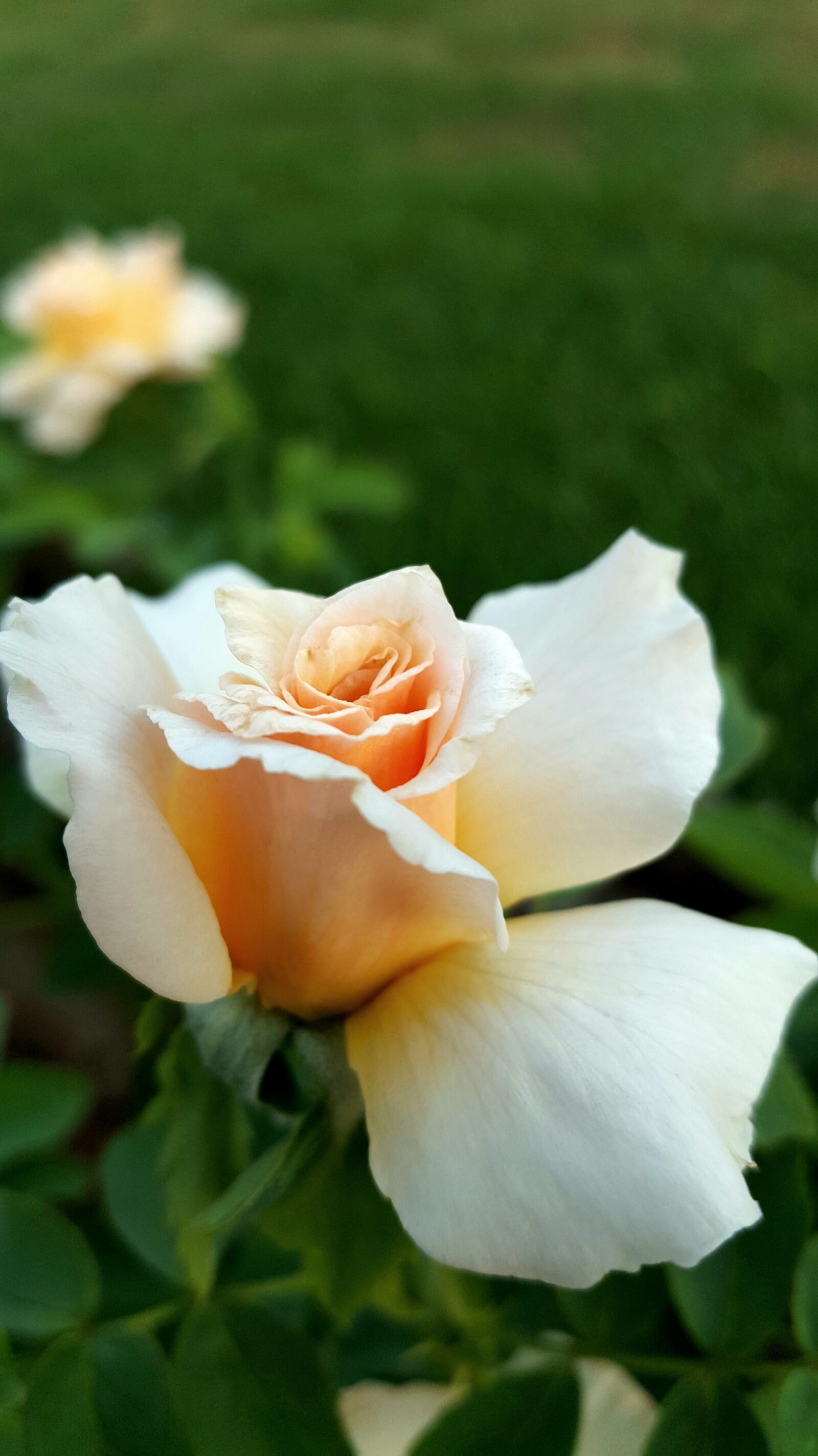 Samsung Galaxy Note5 sample photo. Flower, flora, nature photography