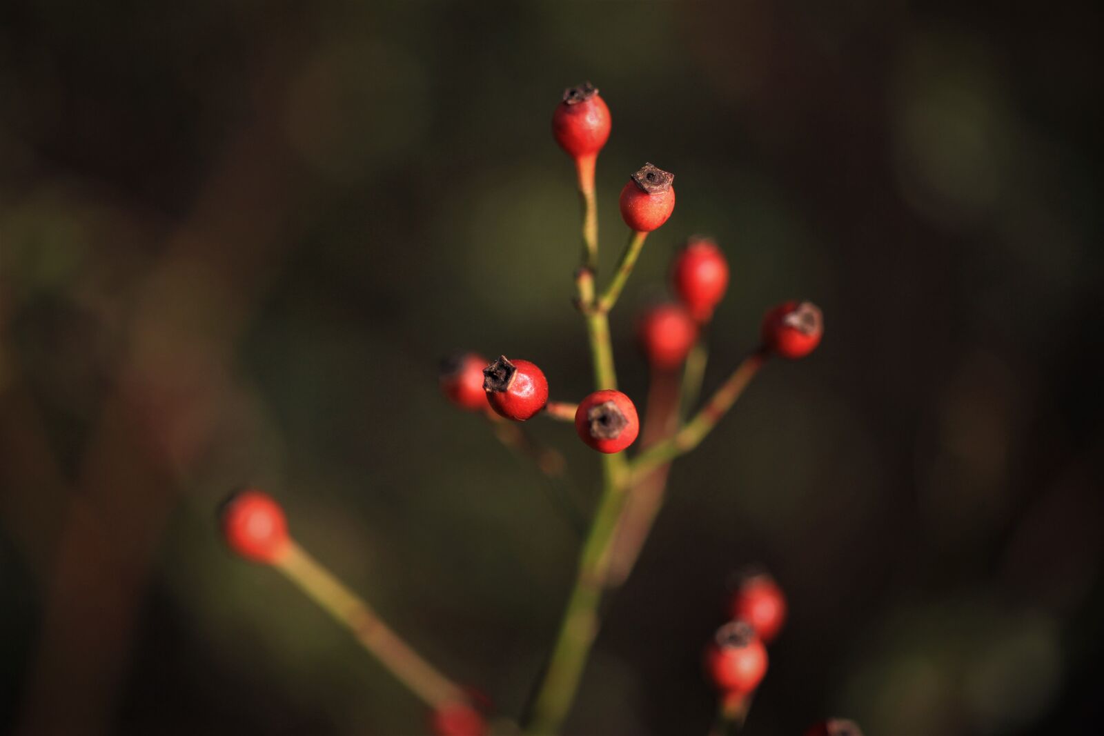 Canon EOS 7D sample photo. Rose hip, red, seed photography