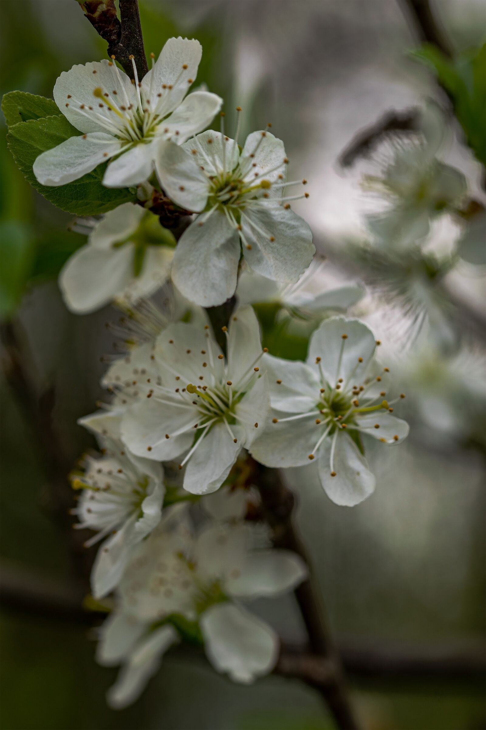 Nikon D5300 sample photo. Halúzka, tree, flowers photography