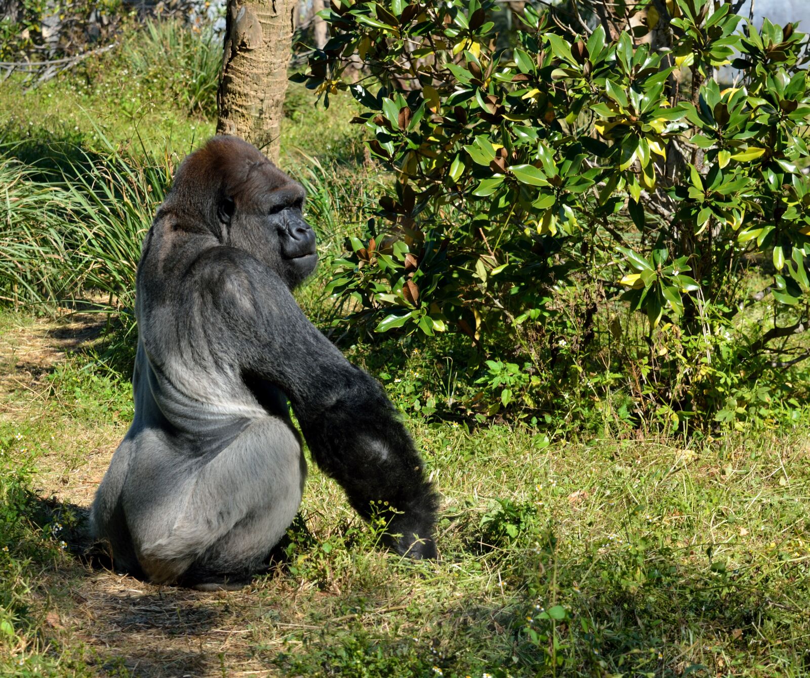 Nikon D7000 sample photo. Silver back, gorilla, ape photography