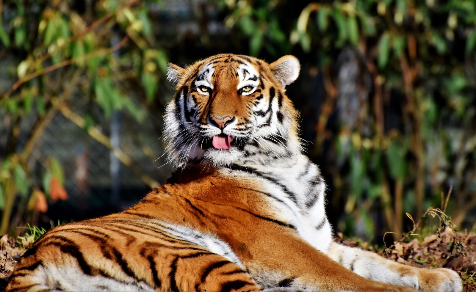 Nikon D7200 sample photo. Tiger, big cat, predator photography