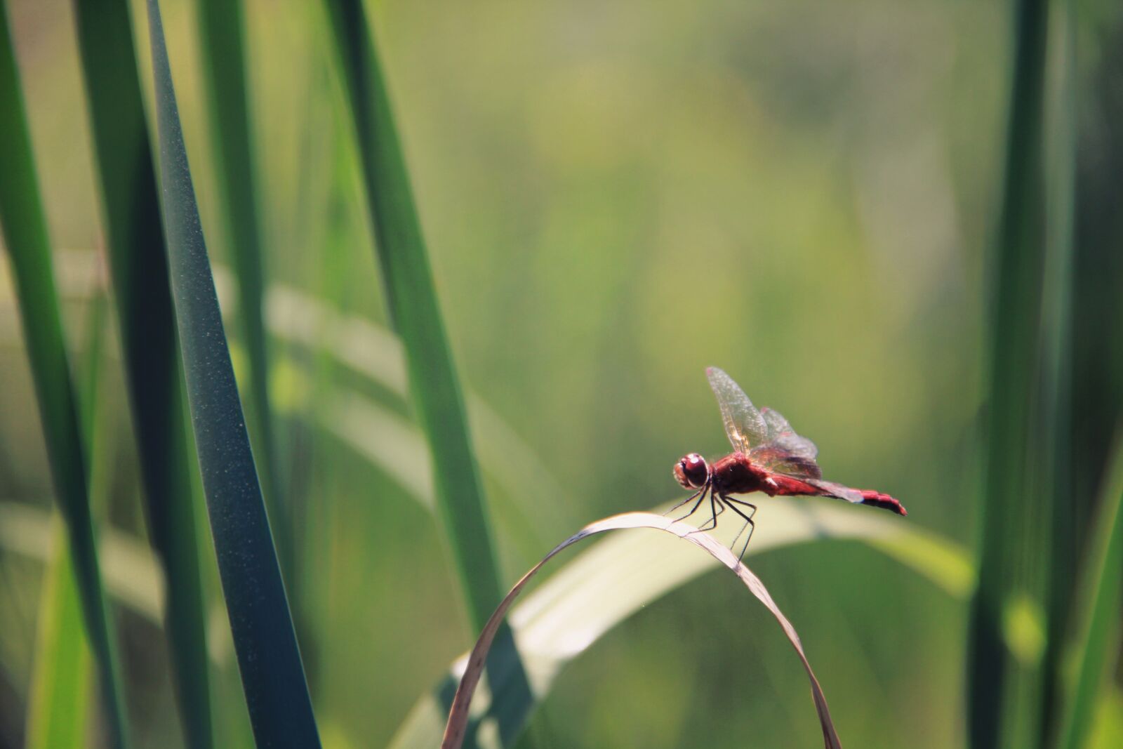 Canon EF-S 18-135mm F3.5-5.6 IS sample photo. Insect, green, leaves photography