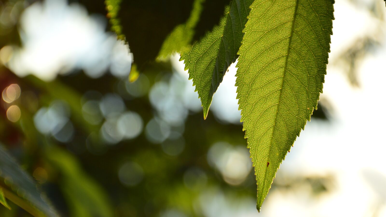 Nikon D3200 sample photo. Summer, foliage, cherries photography