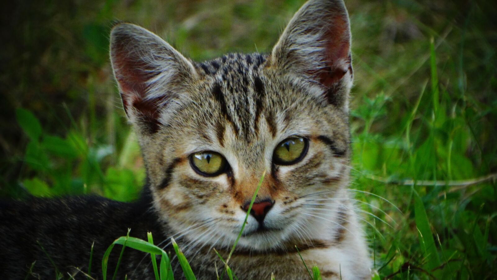 Sony Cyber-shot DSC-HX300 sample photo. Cat, kitten, pet photography