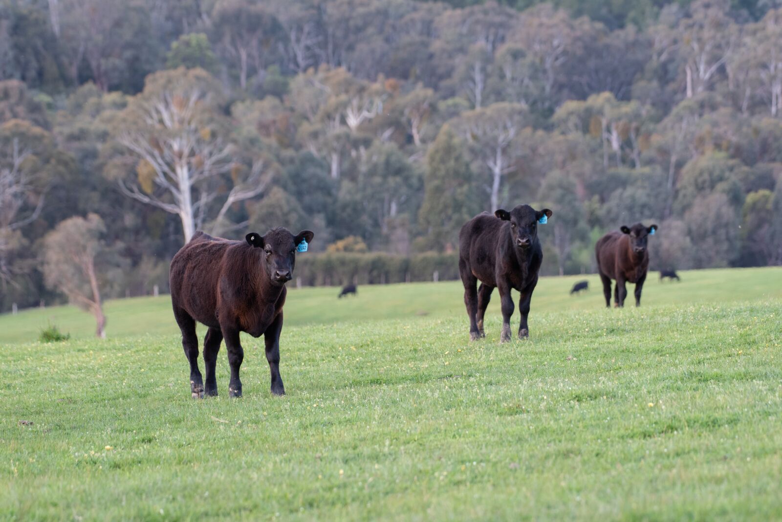 Nikon D750 sample photo. Cow, calf, black angus photography
