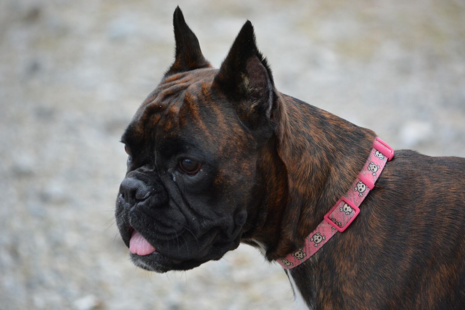 Nikon D5200 sample photo. Dog, boxer, pet photography