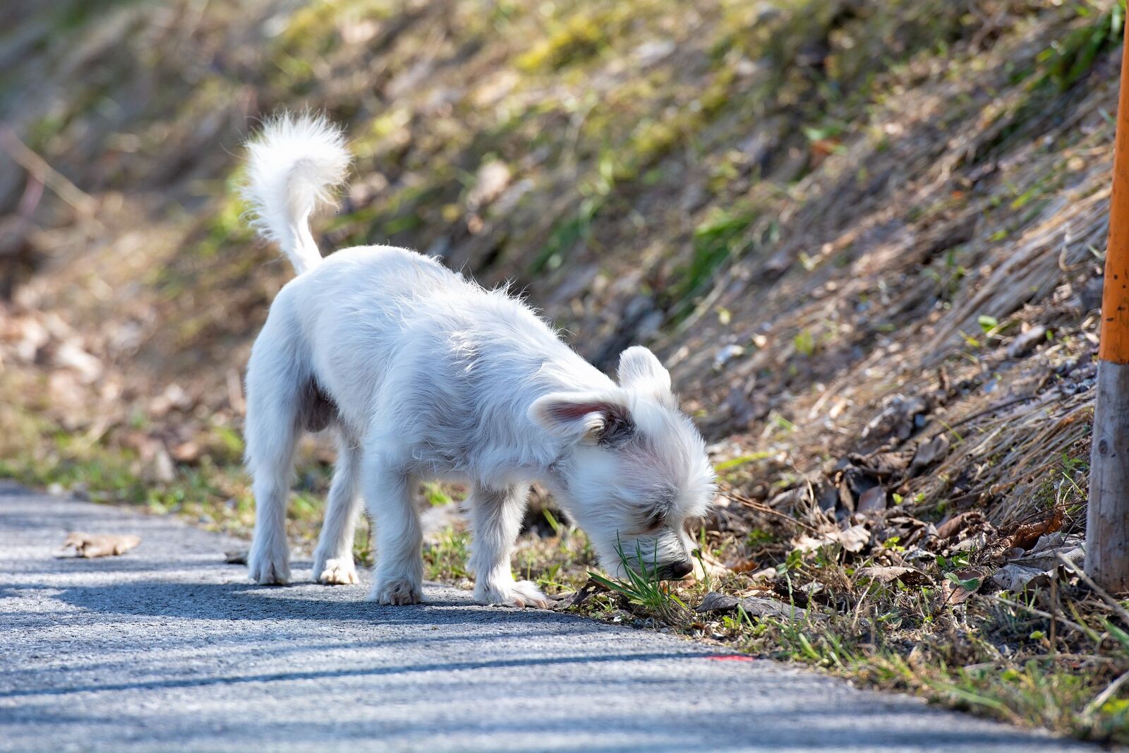 Nikon D7100 sample photo. Dog, white, sniffing photography