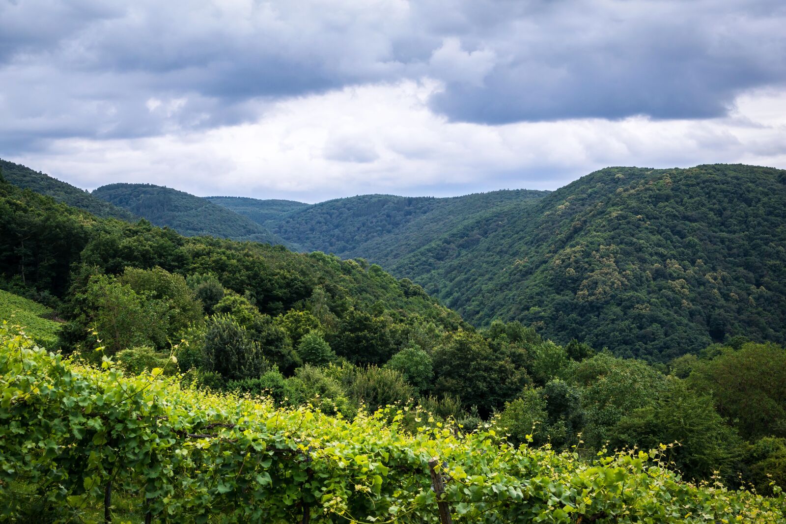Samsung NX300M sample photo. Mountains, forest, vineyard photography