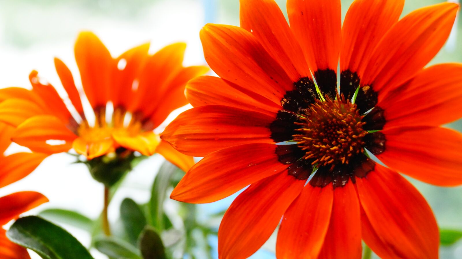 Sony DT 18-55mm F3.5-5.6 SAM II sample photo. Flower, orange flower, plant photography