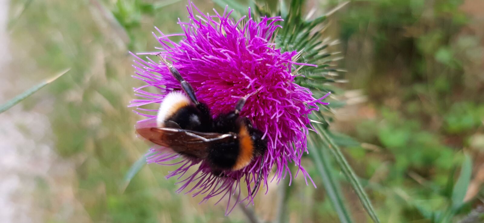 Samsung Galaxy A50 sample photo. Summer, bee, thistle photography