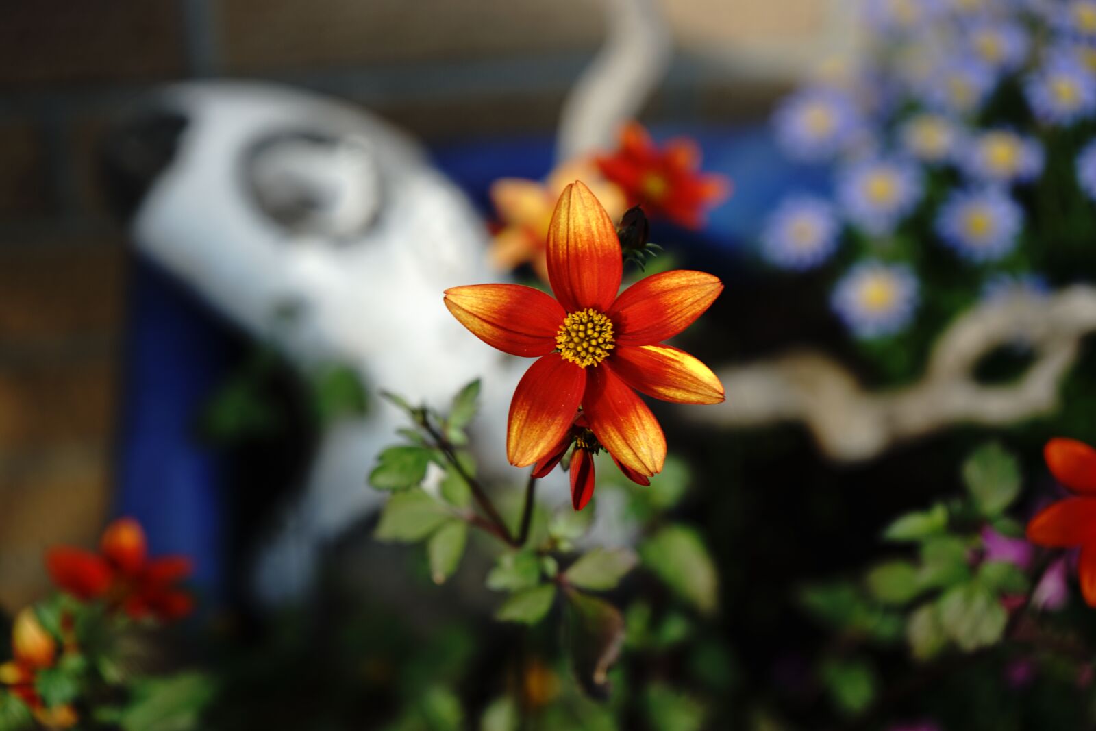 Sony a7 II + Sony FE 28-70mm F3.5-5.6 OSS sample photo. Flower, spring, blossom photography