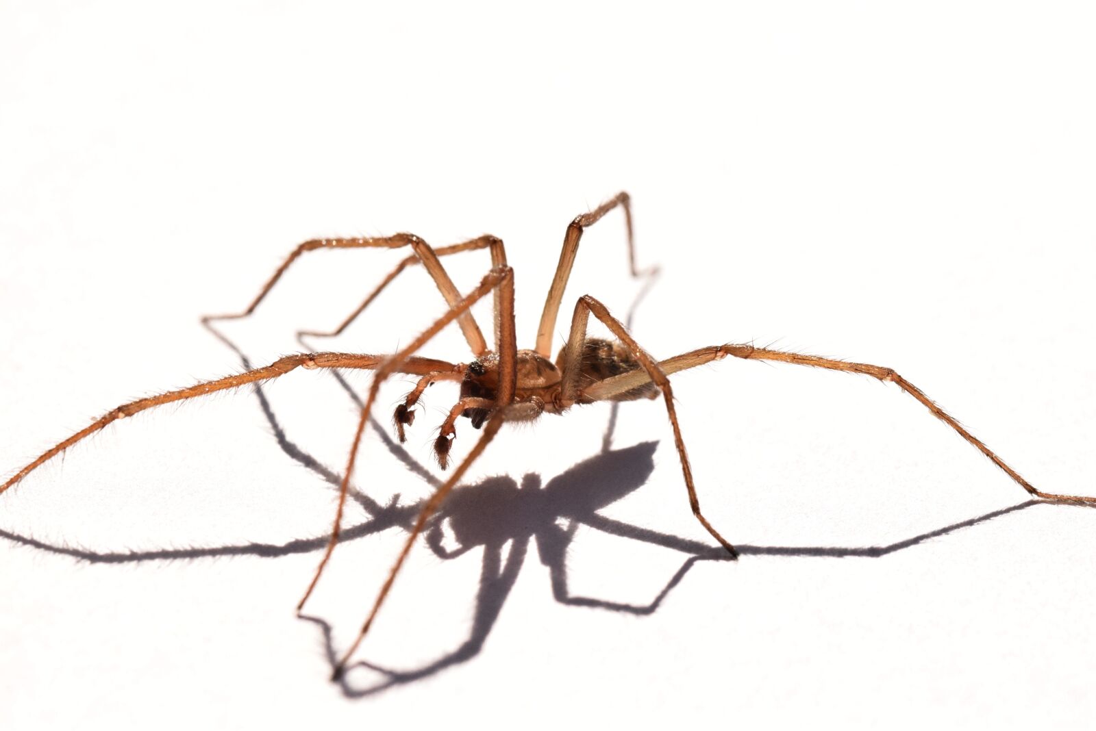 Nikon D5300 sample photo. Spider, shadow, fauna photography