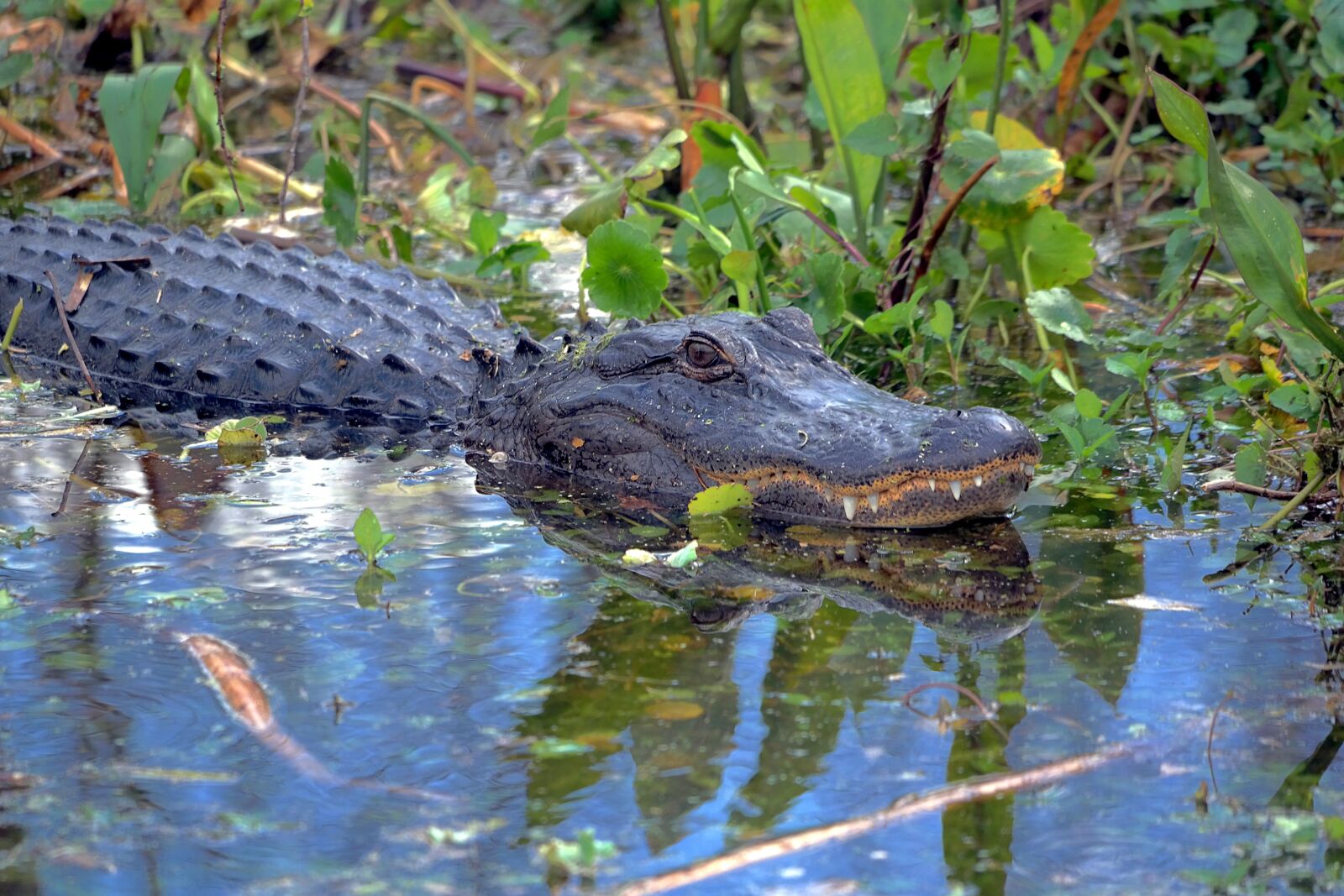 Samsung NX300 sample photo. Alligator, gator, wildlife photography