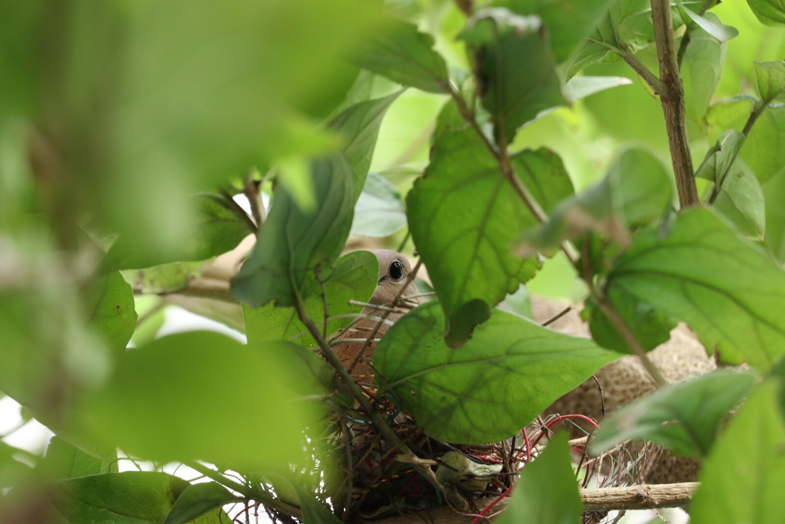 Canon EF-S 18-135mm F3.5-5.6 IS USM sample photo. Indian birds, bird of photography