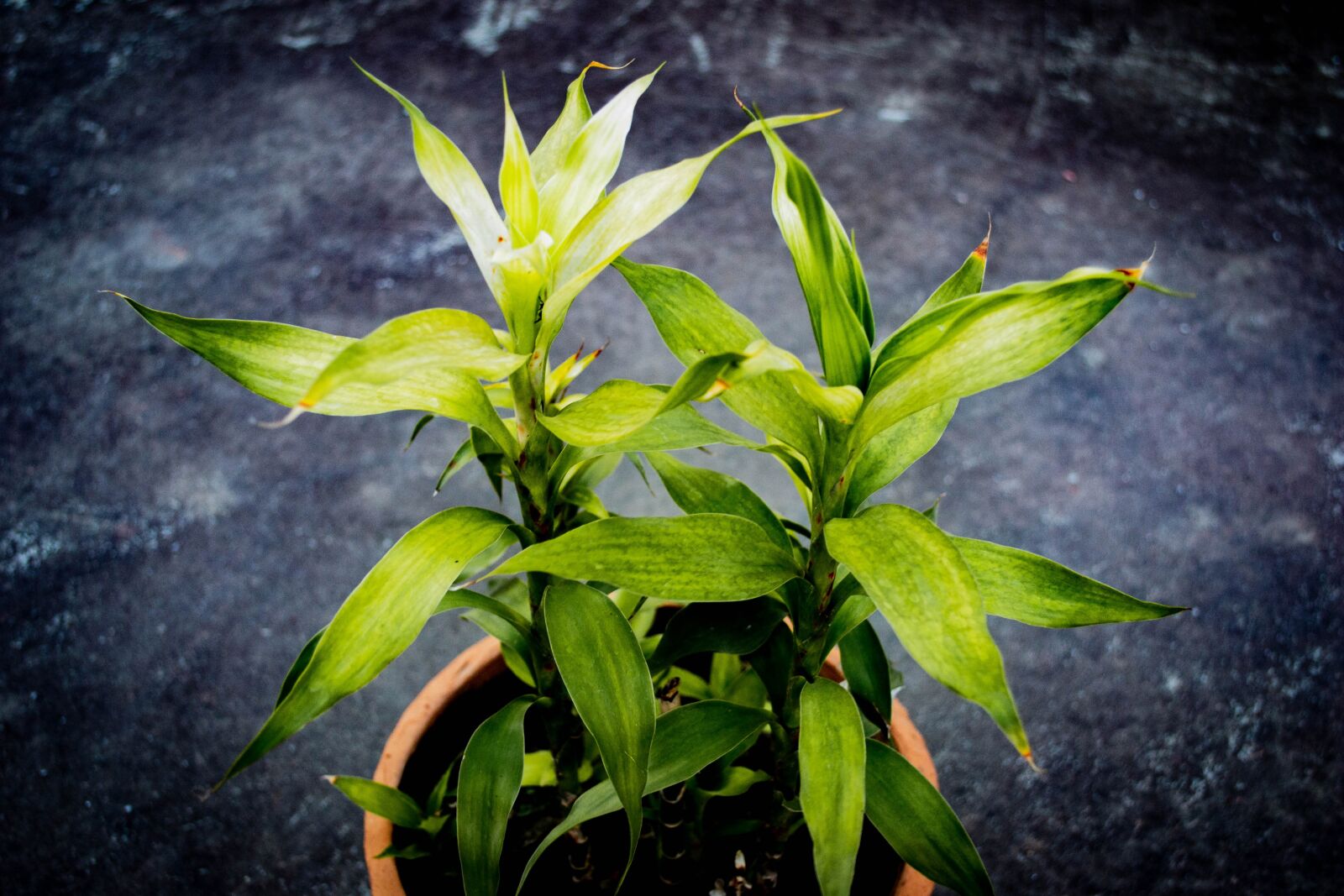 Nikon D3100 sample photo. Plant, green, leaf photography