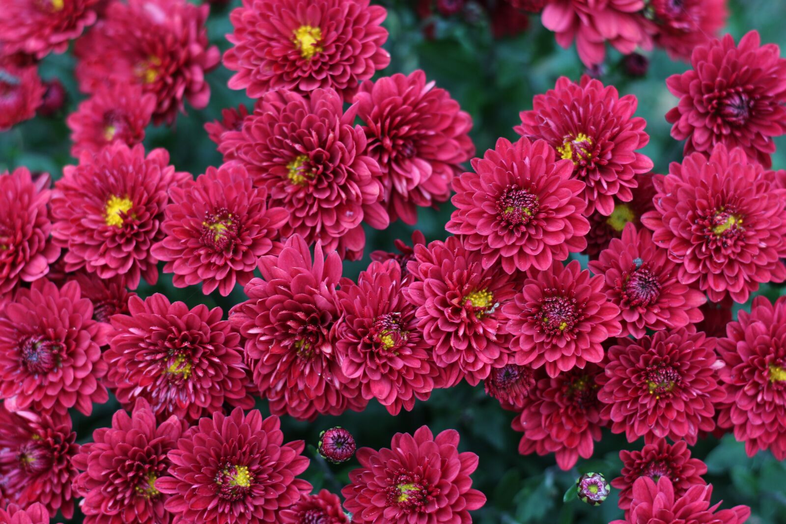 Canon EOS 700D (EOS Rebel T5i / EOS Kiss X7i) sample photo. Chrysanthemum, red flowers, red photography