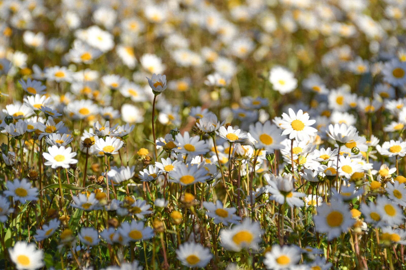 Nikon D3200 sample photo. Flowers, margaritas, nature photography