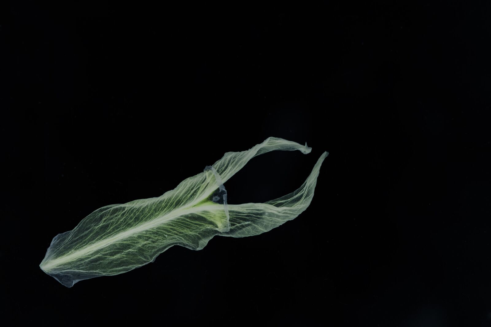 Canon EOS 5D Mark III sample photo. Flower, petal, negative photography
