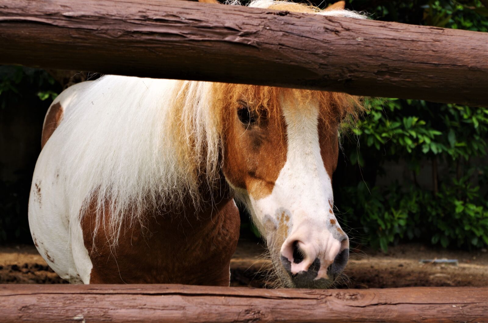 Pentax K-50 sample photo. Horse, mane, pony photography