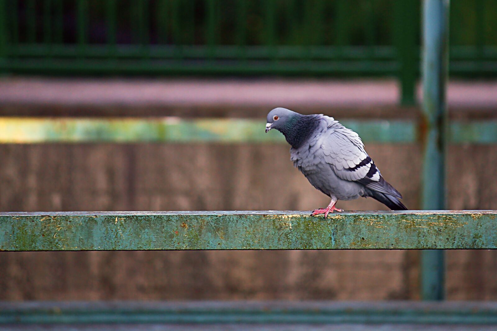 Canon EF-S 55-250mm F4-5.6 IS sample photo. Dove, industry, city pigeon photography