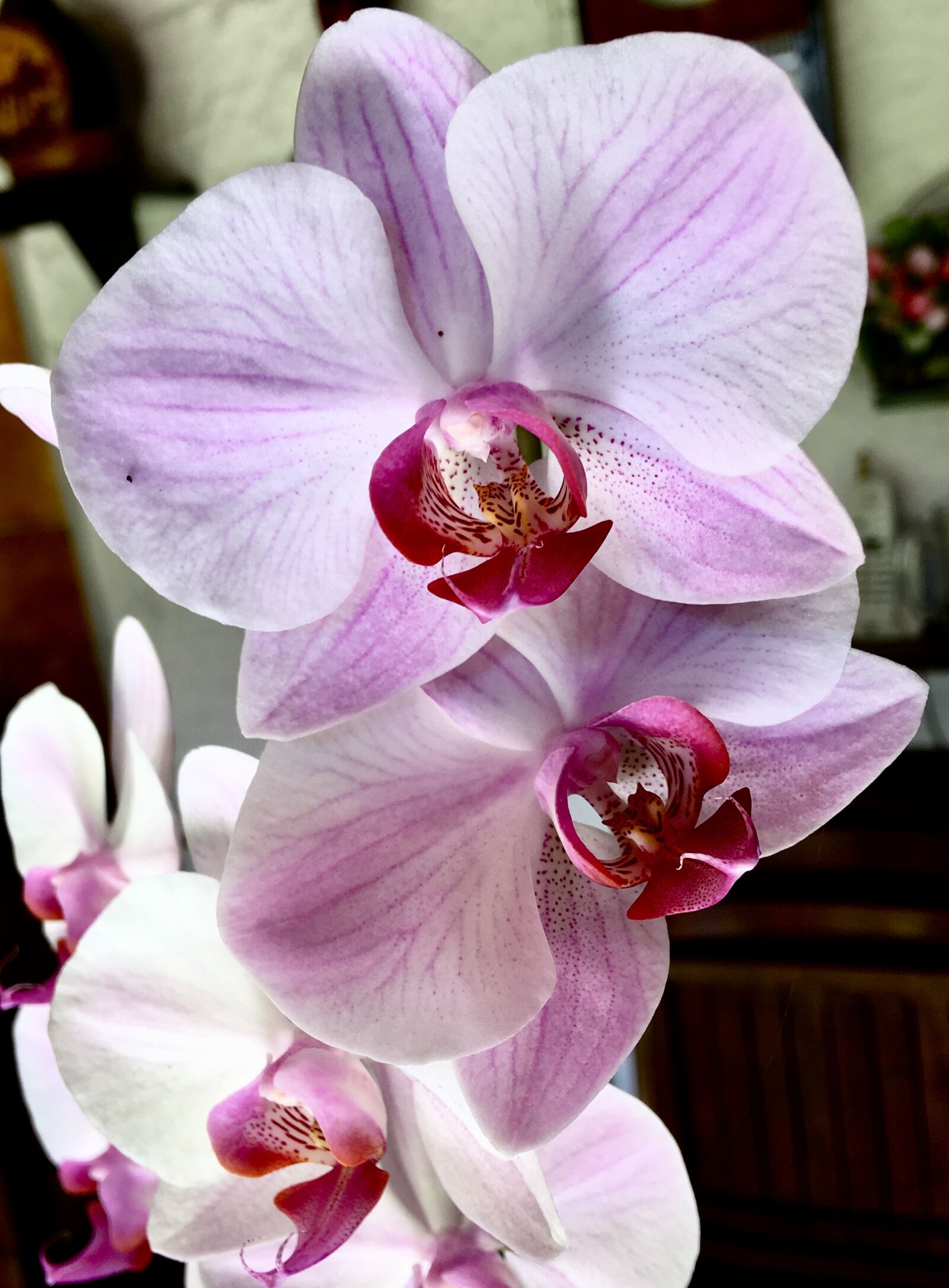 Apple iPhone 6s Plus sample photo. Orchid, pink flower, pink photography