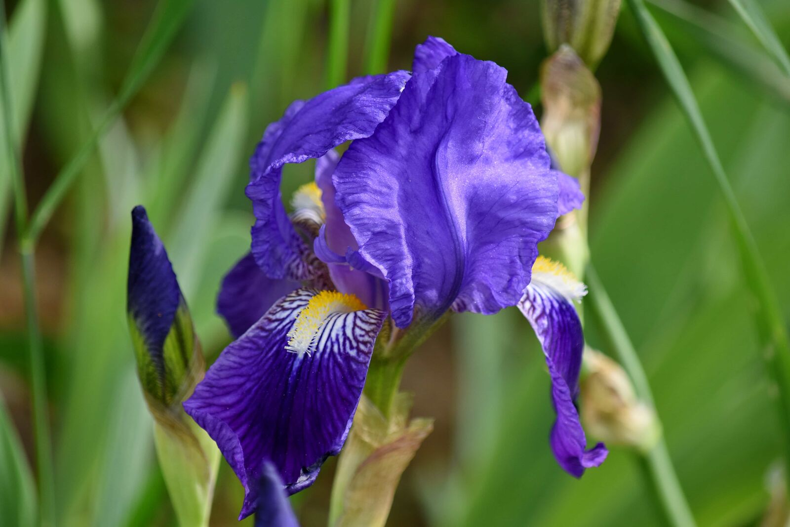 Nikon D5500 sample photo. Horticulture, nature, iris, spring photography