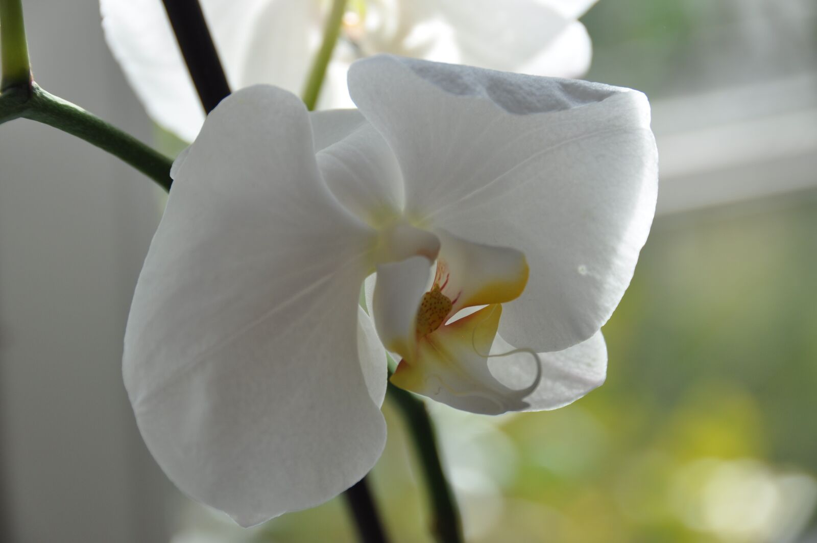 Nikon D90 sample photo. Flowers, orchids, blossom photography