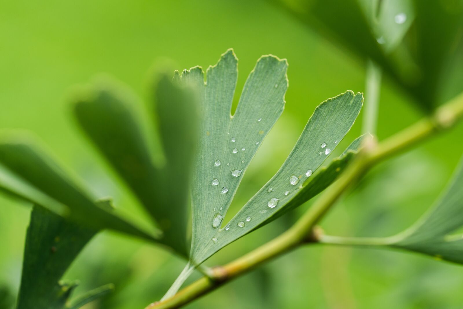 Sony a7R II + Sony FE 90mm F2.8 Macro G OSS sample photo. Leaf, drip, drop of photography