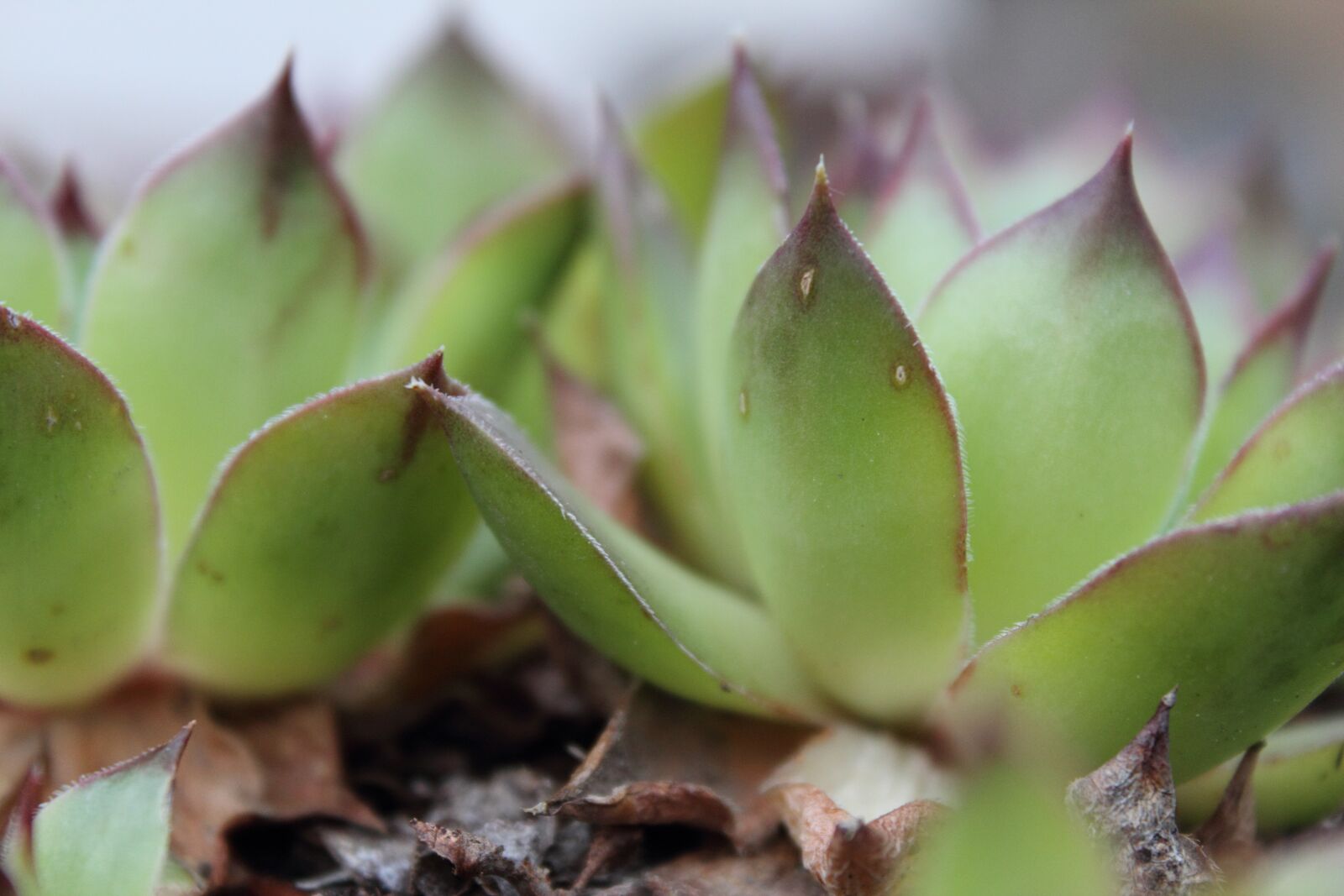 Canon EOS 600D (Rebel EOS T3i / EOS Kiss X5) sample photo. Plants, succulents, houseleeks photography