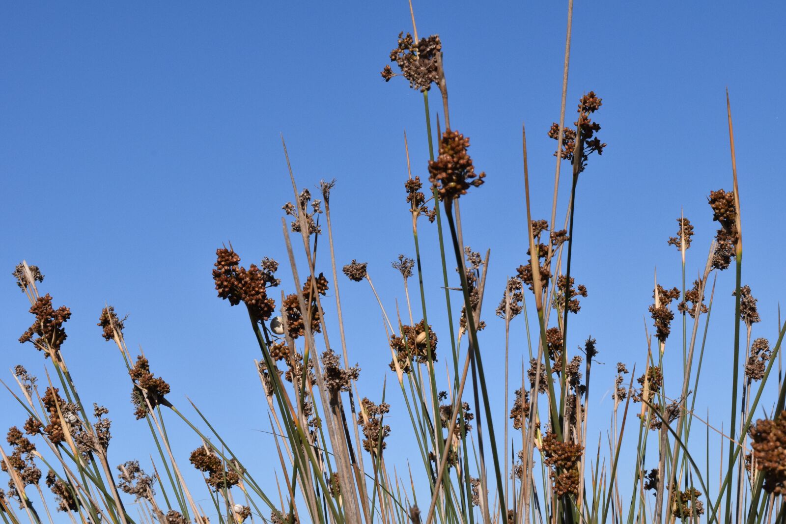 Nikon D3300 sample photo. Background, grass, bush photography